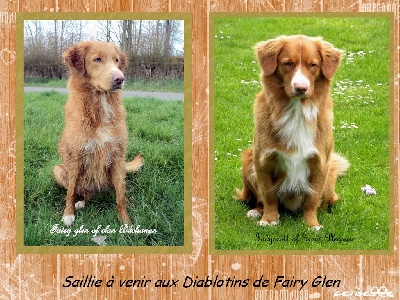 Des Diablotins De Fairy Glen - Saillie aux Diablotins de Fairy Glen 