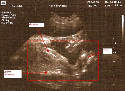 Des Diablotins De Fairy Glen - Gestation confirmée